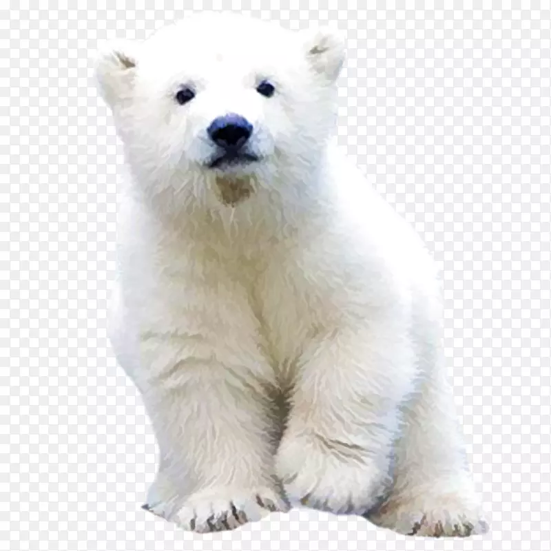 北极熊，棕熊，剪贴画，动物-北极熊