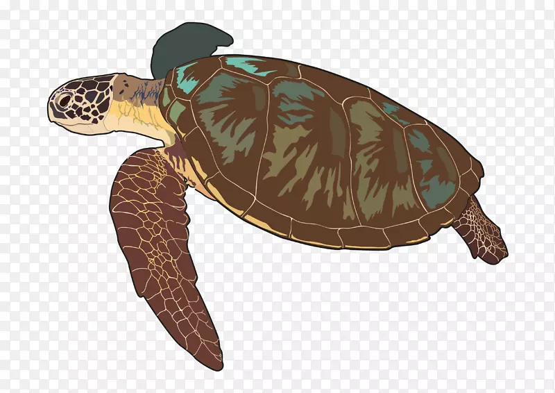 甲鱼海龟箱海龟爬行动物-海龟