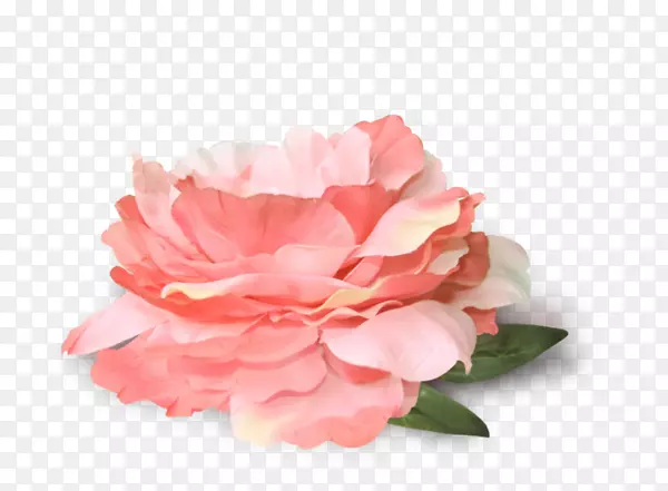 png图片花卉花园玫瑰图像剪辑艺术花