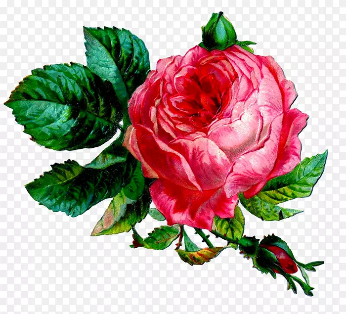 拉纳赫城堡花园玫瑰剪辑艺术图形-玫瑰