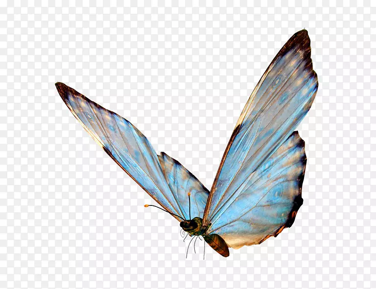 蝴蝶剪贴画png图片图像透明度.蝴蝶