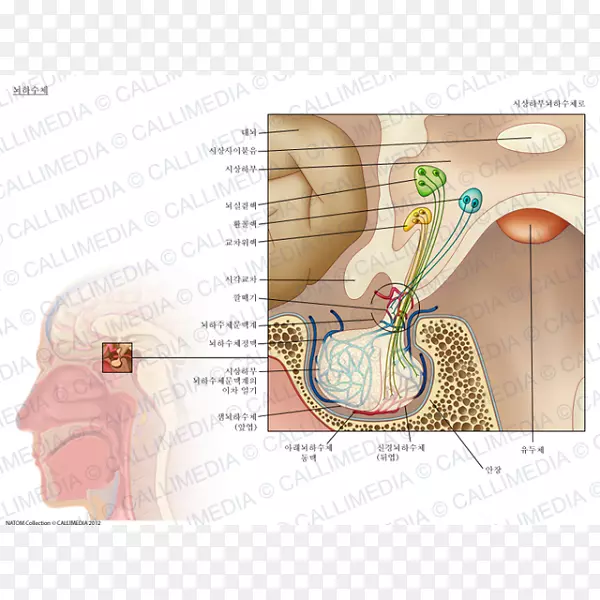 垂体门脉系统解剖内分泌系统-垂体