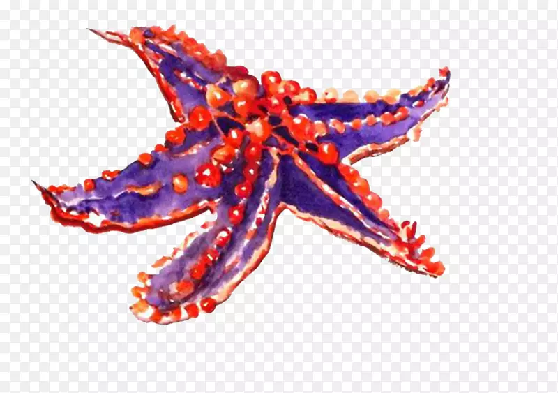 海星画卡通形象棘皮动物-海星