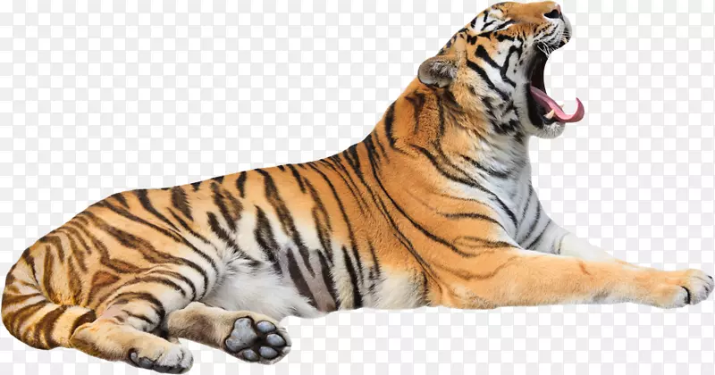 虎猫吼动物园胡须-老虎