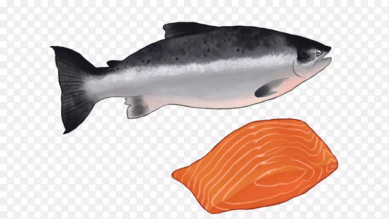 coho鲑鱼产品鲑鱼作为食物油性鱼类阿拉斯加游轮食品
