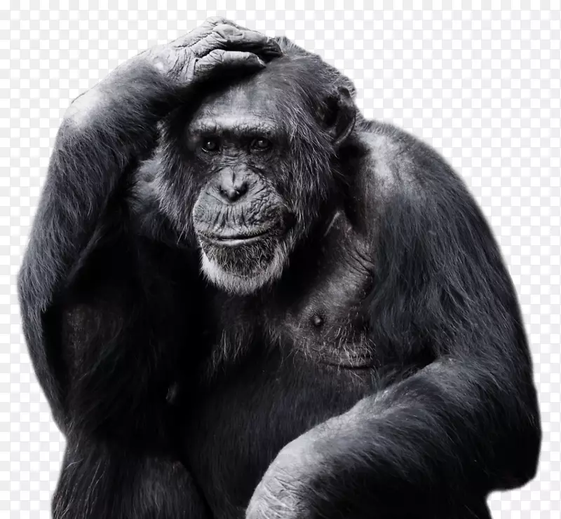 灵长类大猩猩普通黑猩猩png图片.大猩猩