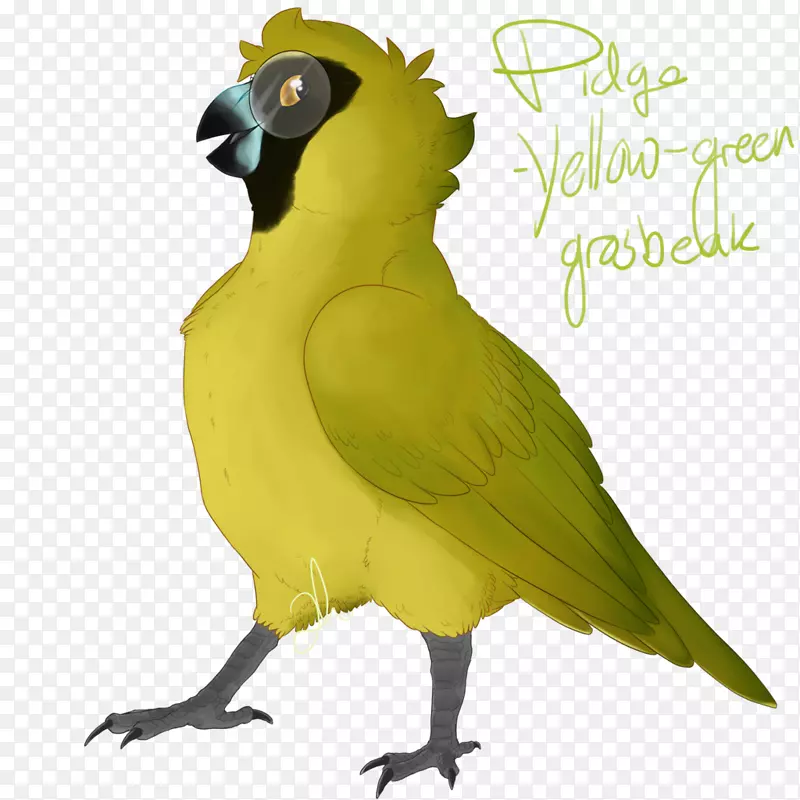 金刚鹦鹉羽毛喙图.黄色花的阴凉名称