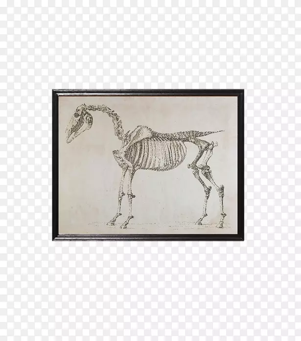 马的骨骼-狮子，女巫和衣柜里的动物骨架