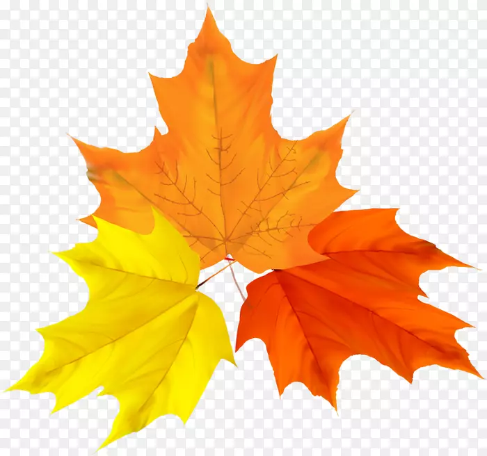 秋叶彩色剪贴画图形.秋季