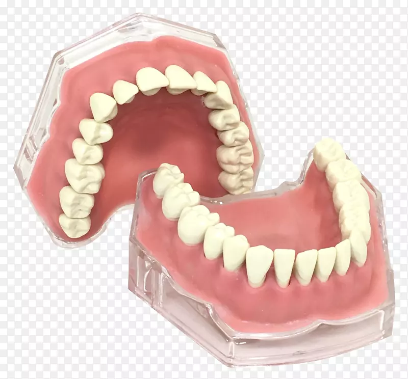人牙型牙龈-ZX