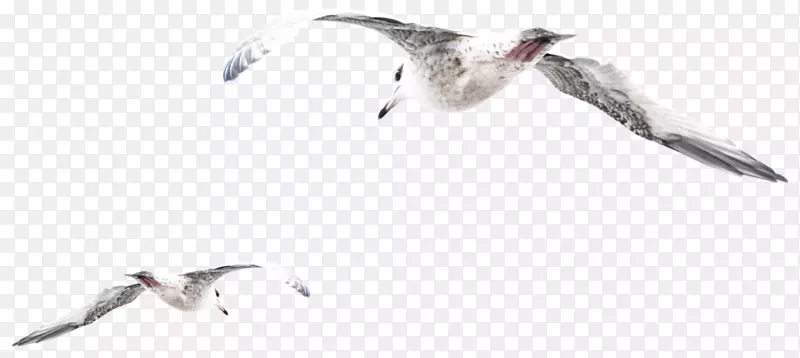 欧洲鲱鱼海鸥，鸟，PSD，Photoshop-avespng