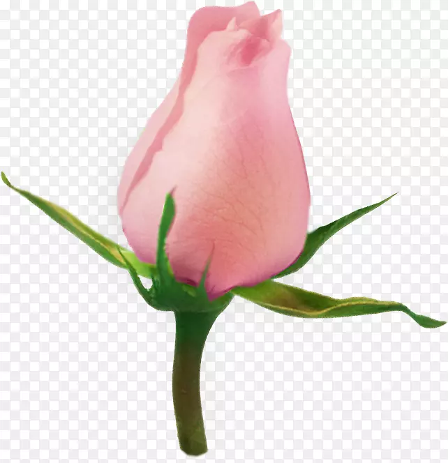 剪贴画png图片花园玫瑰PSD花卉