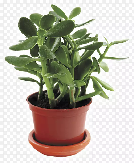 仙人掌和肉质植物室内植物肉质植物翡翠植物