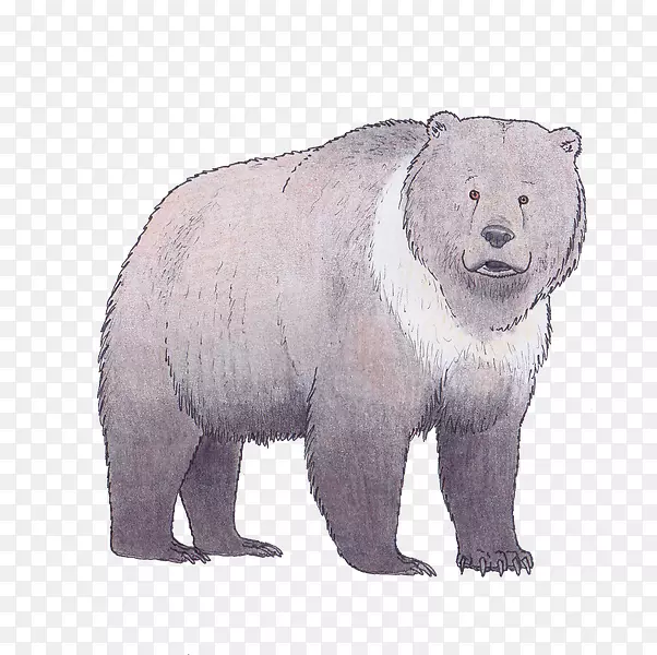 北极熊棕熊洞穴熊的家族