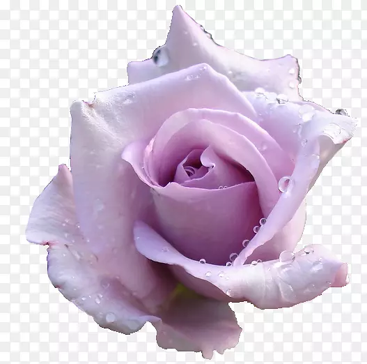 玫瑰剪贴画薰衣草桌面壁纸粉红色婴儿呼吸花