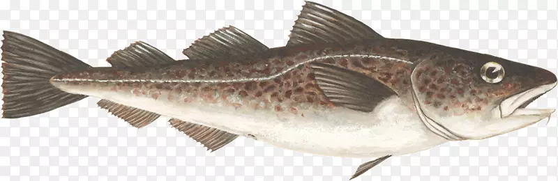 大西洋鳕鱼