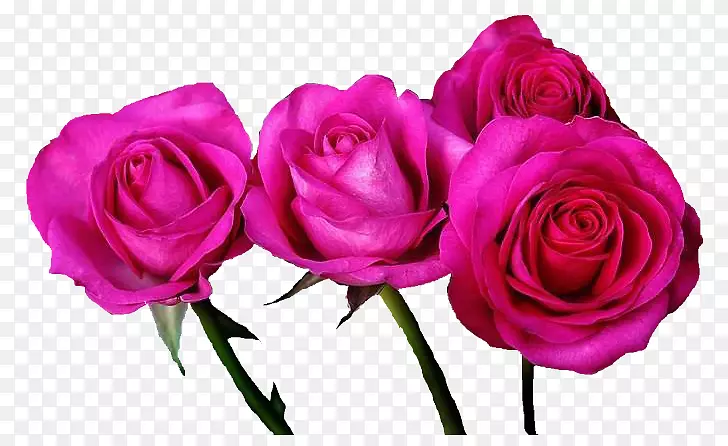 花园玫瑰，卷心菜，玫瑰，粉红色，花朵-eq