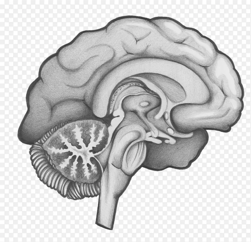 神经外科/m/02 csf大脑绘制大休斯敦-神经外科