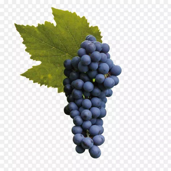 苏大拿卡波索赤霞珠葡萄酒葡萄-赤霞珠葡萄酒葡萄