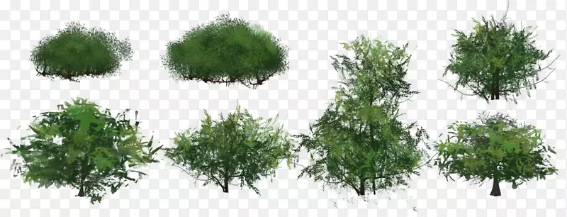 灌木野味植物杜松生物群落-2d草