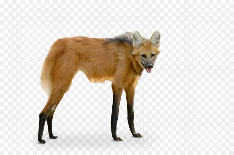猎狼红狐动物园摄影-繁殖季节雄性