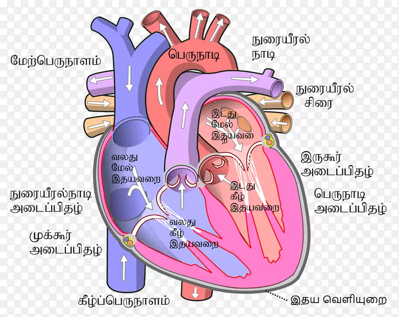 心脏人体循环系统心室心房原子例句