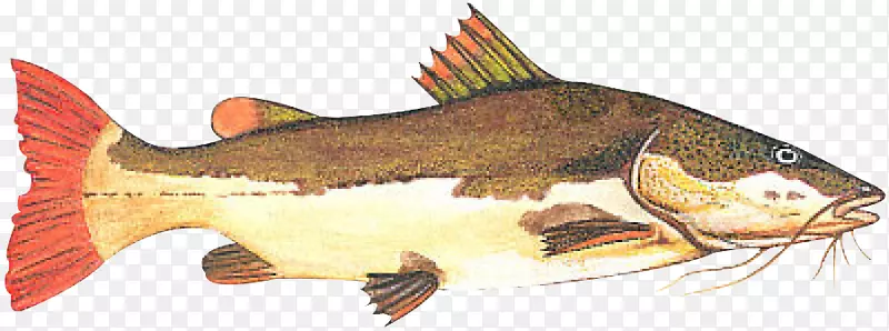红尾鲶鱼