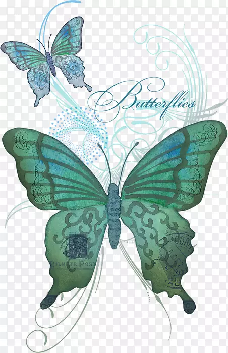 大叶蝶-美丽的蝴蝶