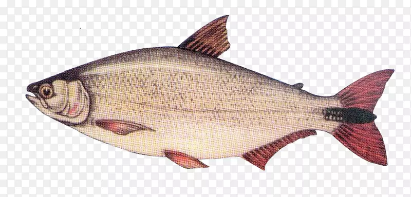 鲑鱼产品北红笛鲷油性鱼类动物群-贝类