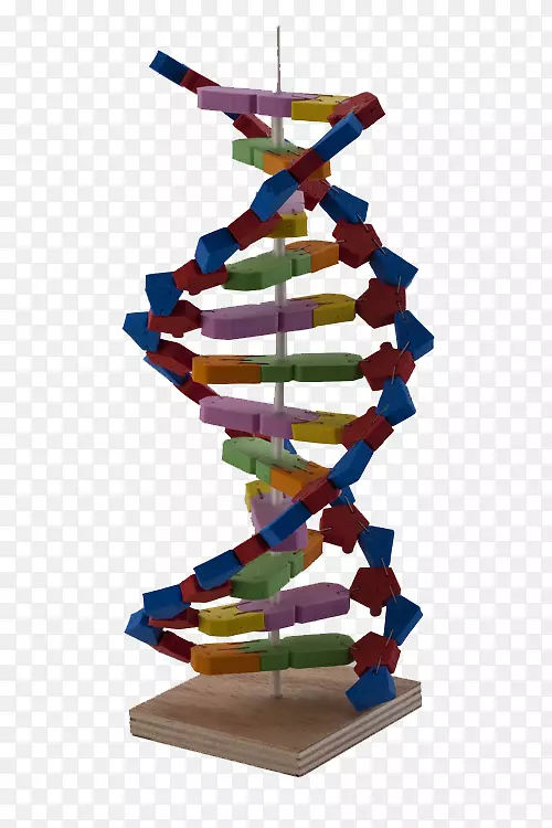 DNA科学实验核苷酸材料.dna模型