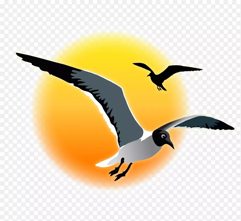鸟类迁徙动物水鸟喙海鸥日落