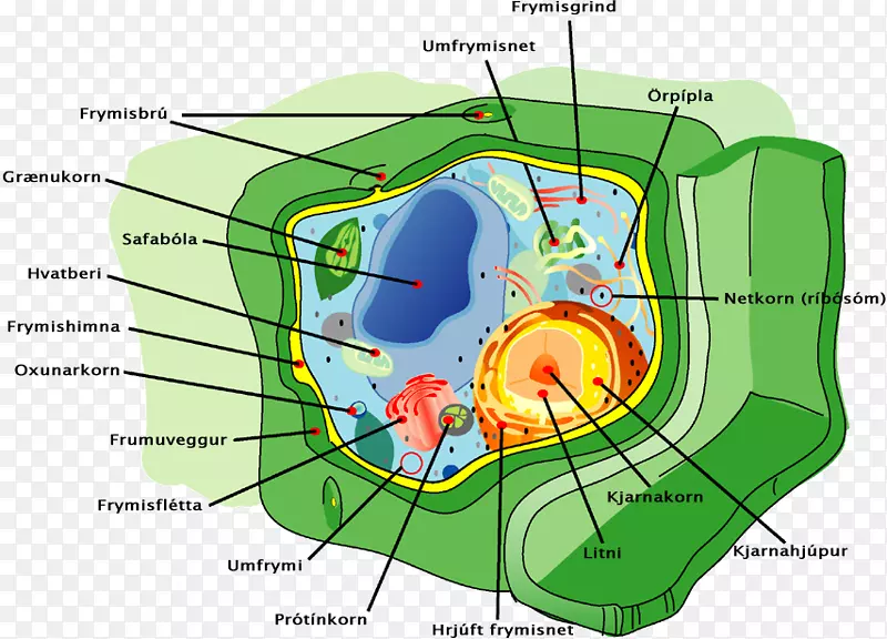 植物细胞器植物细胞结构