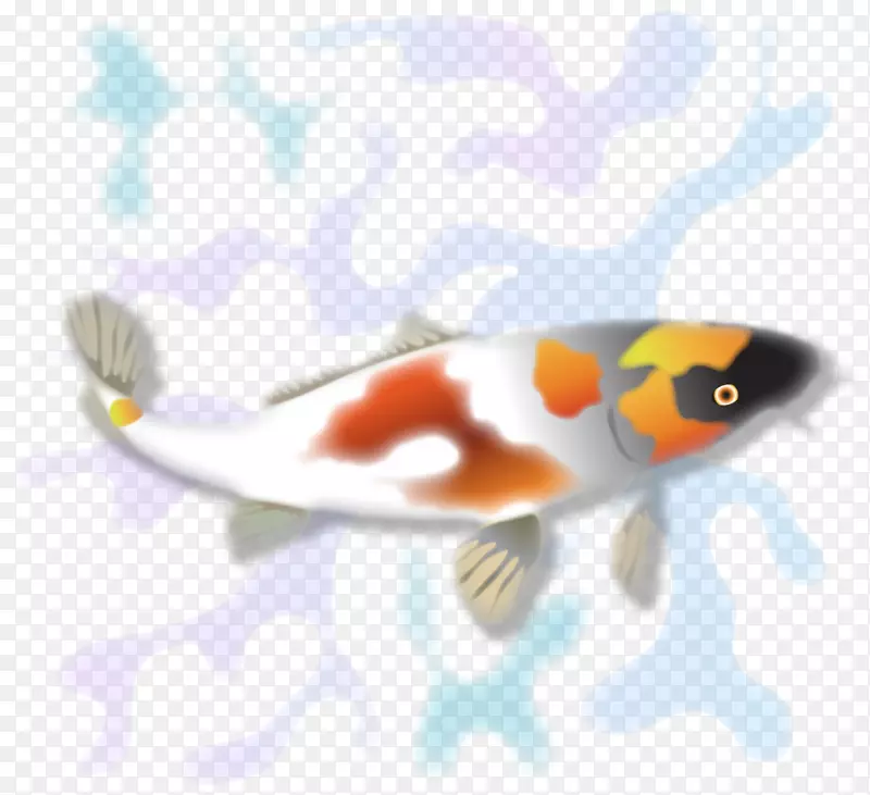 锦鲤动物区系海洋生物鱼类橙色锦鲤