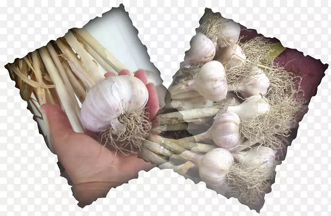 大蒜有机食物吃美味：125食谱为您每日剂量惊人的山西班牙语种植大蒜。