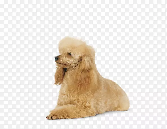 小型贵宾犬玩具贵宾犬标准贵宾犬-巨型贵宾犬