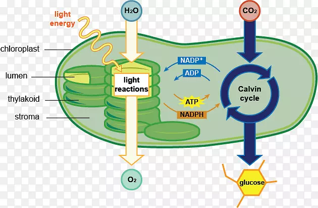 光合作用叶绿体细胞图叶绿素水生植物光合作用
