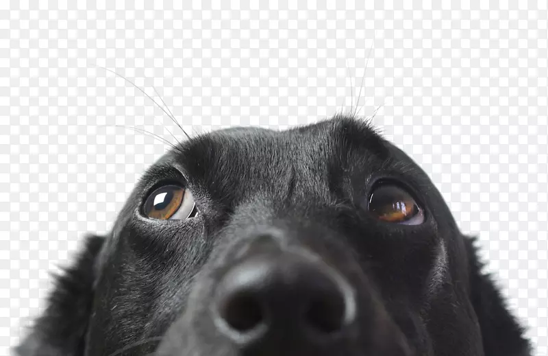 狗兽医宠物保险夹艺术-黑色实验犬