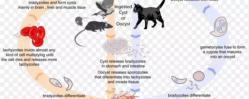 猫弓形虫宿主弓形虫生物生命周期-腮腺炎病毒