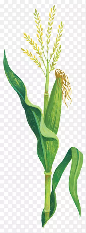 玉米驯化玉米植株的叶片起源