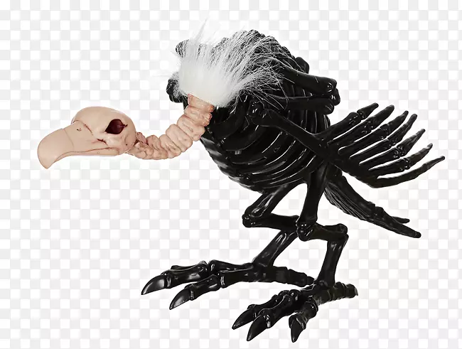 土耳其秃鹫骨骼头骨-黑色秃鹫