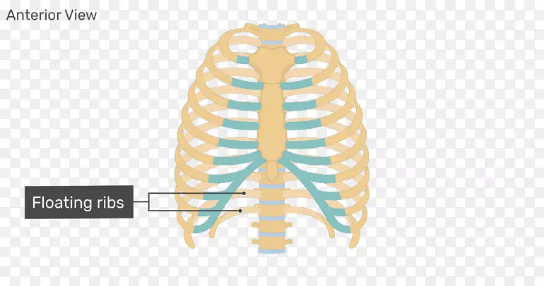 肋骨-人体骨骼人体解剖-浮动肋骨