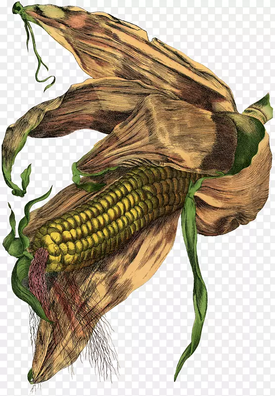 玉米插画图片谷物束玉米植株