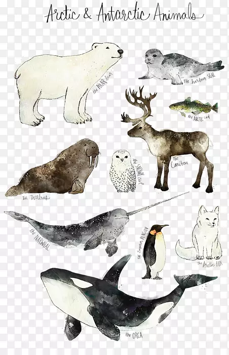 艾米汉密尔顿设计+插图作品的艺术海报版画-北美动物