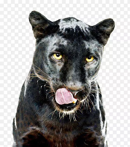 美洲豹黑豹猫狗画白瑞摩90年代