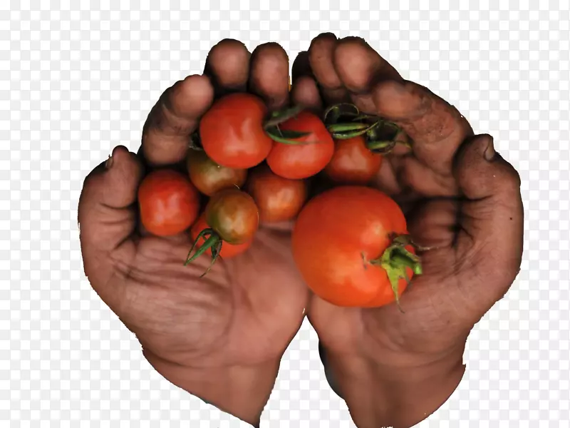 梅子番茄食品视觉软件系统有限公司。灌木丛番茄-非有机食品