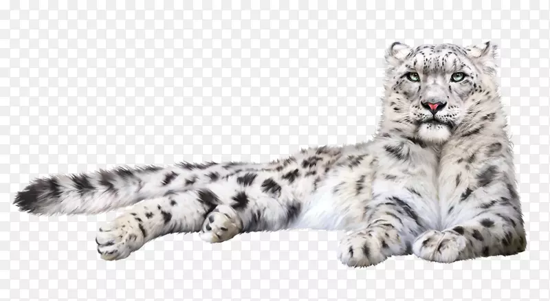 猫科雪豹老虎png图片剪辑艺术-雪地动物版画