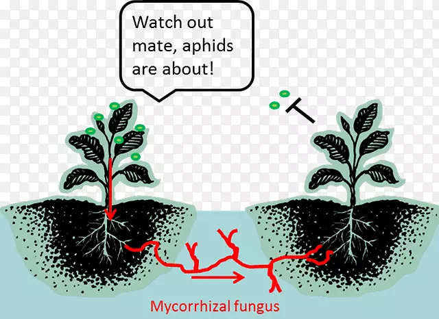 植物的秘密生命-菌根植物通讯-番茄害虫