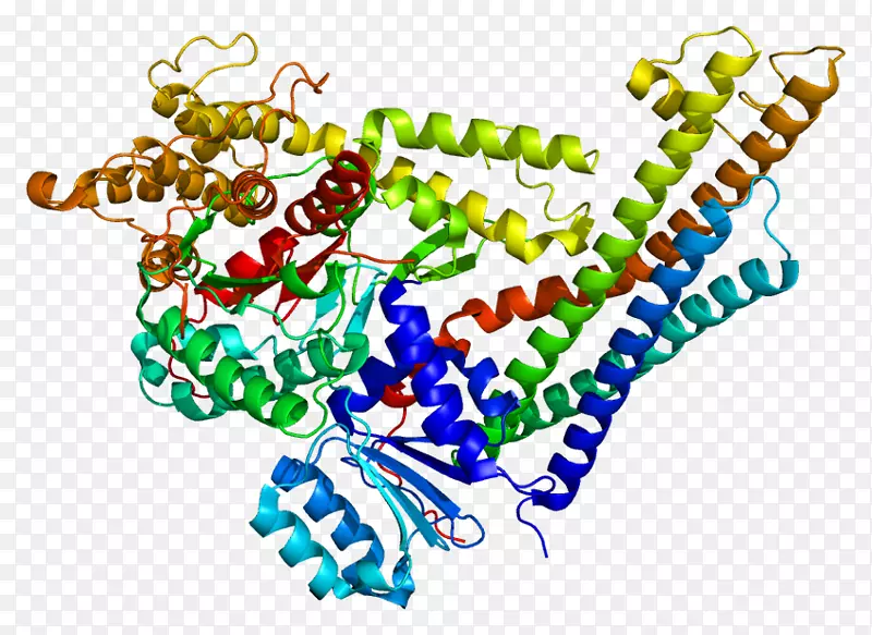 STXBP 1基因表达细胞MUNC-18-分泌区神经元细胞