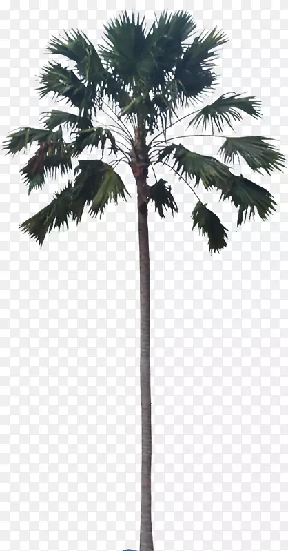 亚洲棕榈树植物-宜家阳台植物