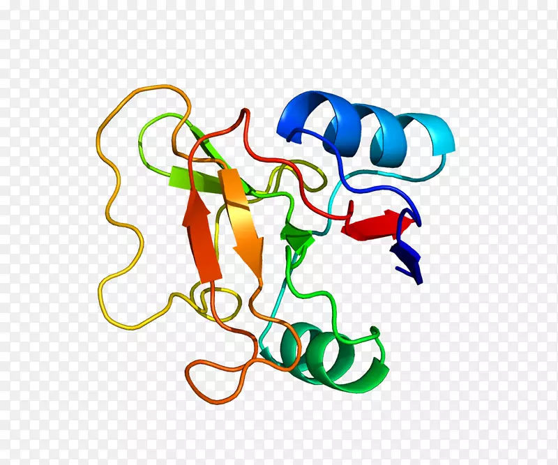 L-选择素淋巴细胞白细胞粘附分子淋巴内皮细胞